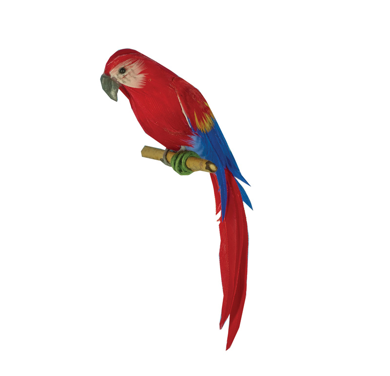 MACAW PARROTT