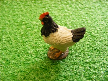 BLACK & WHITE HEN