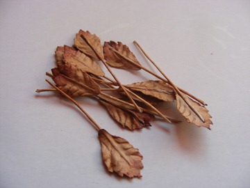 10 BROWN LEAVES